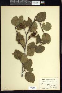 Alnus viridis image