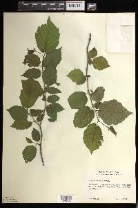 Corylus cornuta image