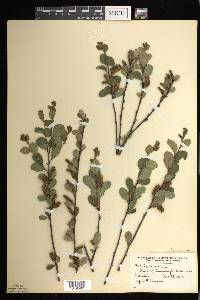 Betula pumila image