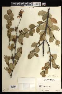 Betula pumila image