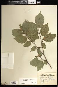 Corylus cornuta image