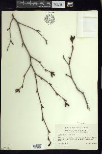 Alnus viridis image