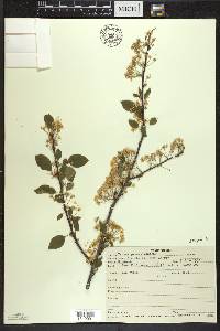 Prunus pensylvanica image