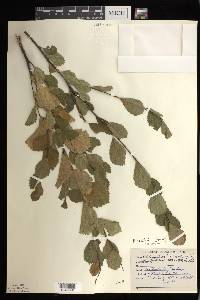 Betula pumila image