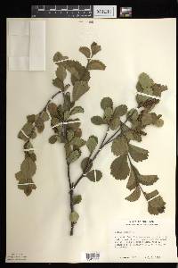 Betula pumila image