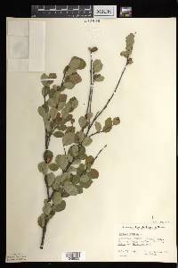 Betula pumila image