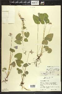 Viola affinis image