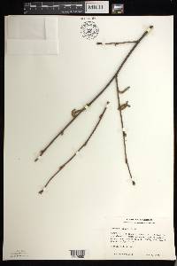 Corylus cornuta image