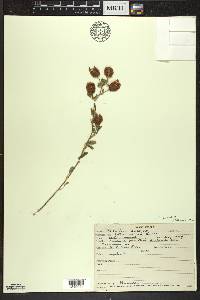 Trifolium aureum image