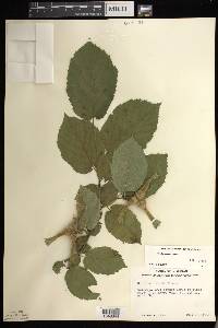 Corylus cornuta image