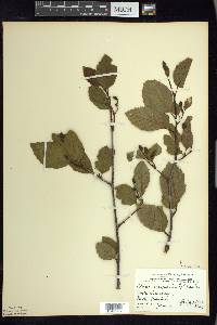 Alnus viridis image