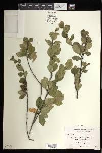 Betula pumila image