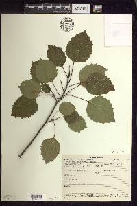 Populus grandidentata image