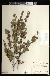 Betula pumila image