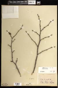 Corylus cornuta image