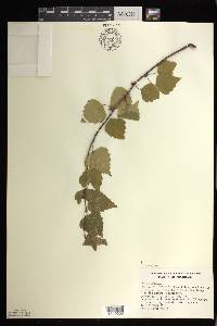 Betula pendula image