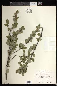 Betula pumila var. glabra image