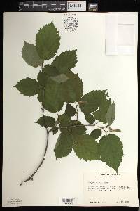 Corylus cornuta image