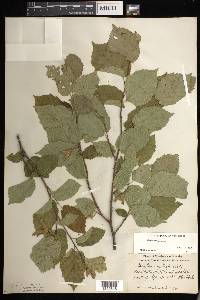 Corylus cornuta image