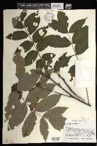 Juglans cinerea image