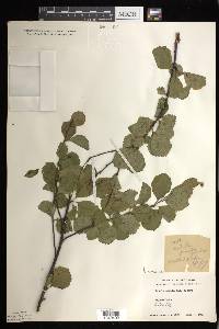 Betula pumila var. glabra image