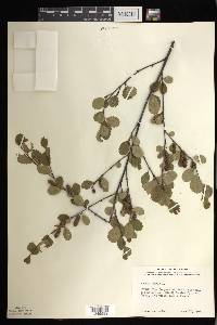 Betula pumila image