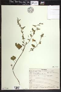 Convolvulus arvensis image