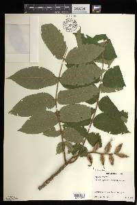 Juglans cinerea image