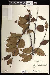 Betula alleghaniensis image