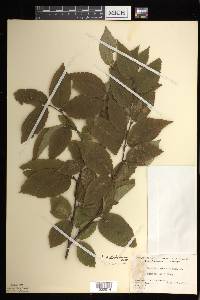 Betula alleghaniensis image