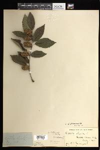 Betula alleghaniensis image