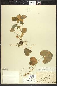 Viola blanda image