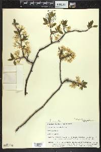 Prunus umbellata image