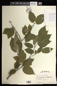 Betula alleghaniensis image