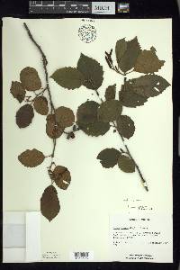 Alnus incana subsp. rugosa image