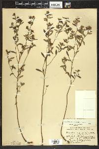 Crocanthemum canadense image