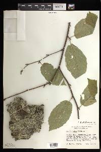 Betula alleghaniensis image