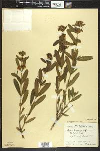 Hypericum prolificum image