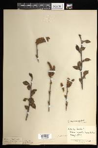 Betula alleghaniensis image