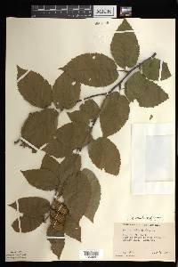 Betula alleghaniensis image