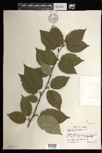 Betula alleghaniensis image