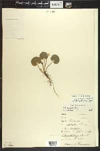 Viola blanda image