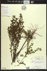 Lechea mucronata image