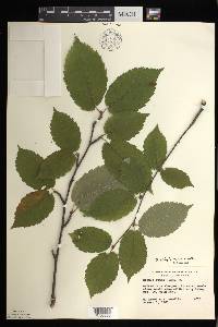 Betula alleghaniensis image