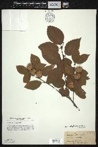 Betula alleghaniensis image