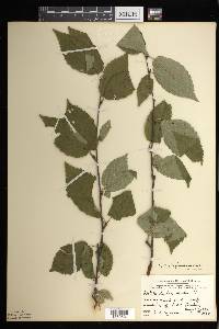 Betula alleghaniensis image