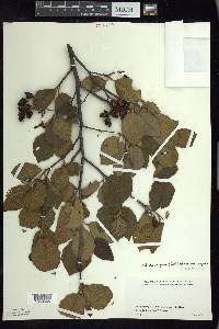 Alnus incana subsp. rugosa image