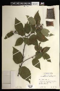 Betula alleghaniensis image