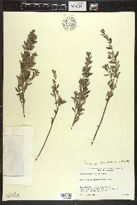 Crocanthemum bicknellii image