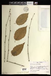 Betula alleghaniensis image